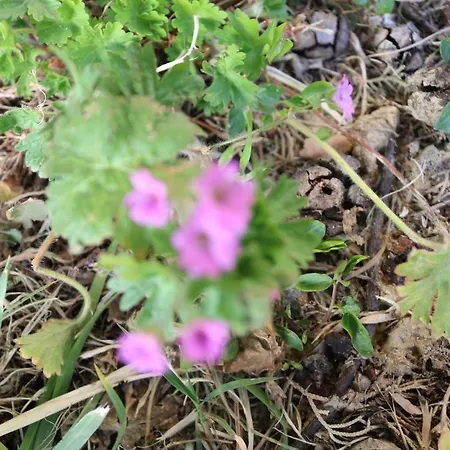 Летний дом Il Fienile Nella Roccia